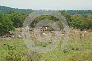 Savanna in the rainy season with green grass against a mountain backdrop