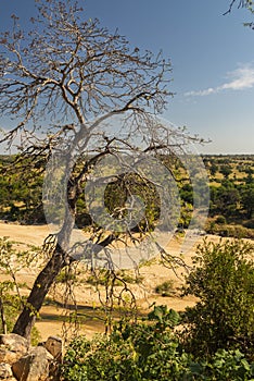 A savanna or savannah is a mixed woodland-grassland, grassy woodland, ecosystem southern africa.