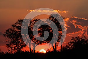 Savanna sunset, South Africa