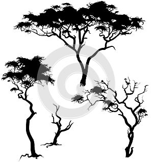 Savanna trees