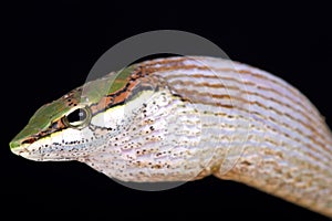Savanna vine snake Thelotornis capensis photo