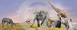 Savanna wild animals collage