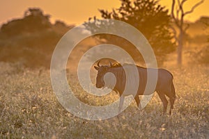 Savanna with wildebeest on S100 Kruger