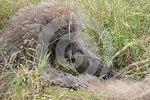 Savannah Baboon grooming in Serengeti