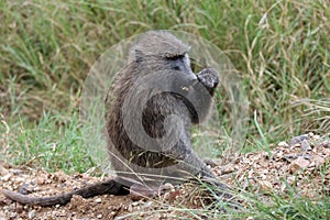 Savannah Baboon in Serengeti