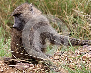 Savannah Baboon in Serengeti