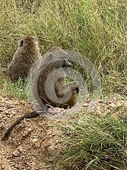 Savannah Baboons in Serengeti