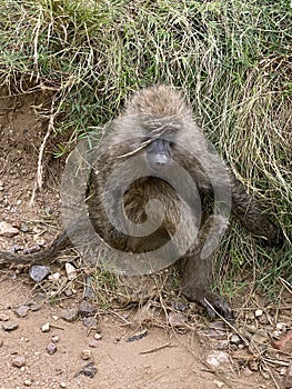 Savannah Baboons in Serengeti