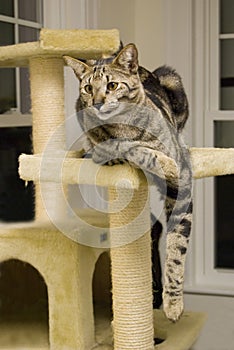 Savannah Cat