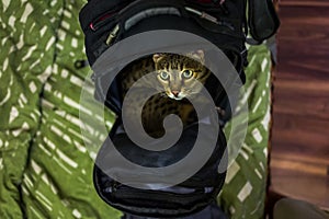 A Savannah cat in a backpack