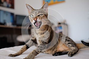 Savannah cat in bad mood