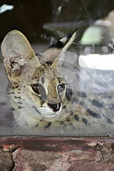 savannah cat behind glass