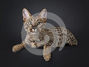 Savannah cat on black