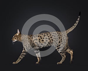 Savannah cat on black