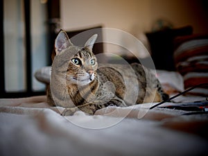 Savannah cat on blanket
