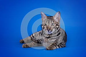 Savannah cat on a blue background