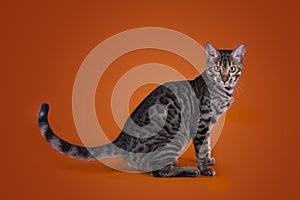 Savannah cat on a brown background