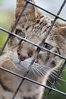 Savannah cat caged