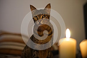 Savannah cat and candle