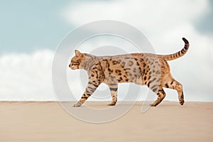 Savannah cat in desert