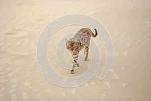 Savannah cat in desert