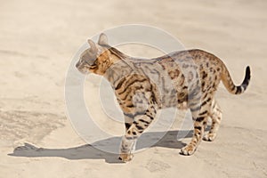 Savannah cat in desert