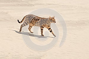 Savannah cat in desert