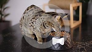 Savannah cat eating his favorite food