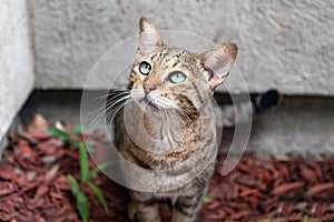 Savannah cat . Exotic beauty with piercing eyes