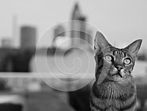 Savannah cat in Frankfurt