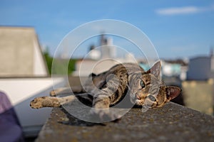 Savannah Cat with Frankfurt Skyline