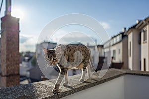 Savannah Cat with Frankfurt Skyline