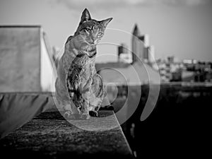 Savannah Cat with Frankfurt Skyline