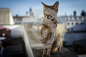 Savannah Cat with Frankfurt Skyline