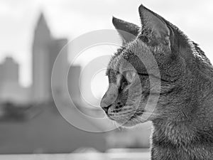 Savannah Cat with Frankfurt Skyline