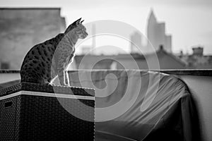 Savannah Cat with Frankfurt Skyline