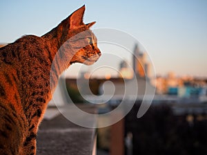 Savannah cat and Frankfurt Skyline in Background