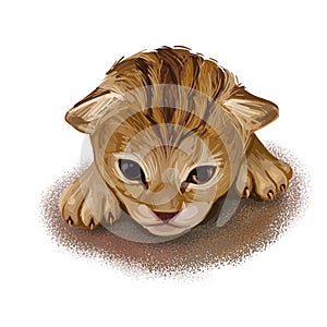 Savannah Cat hybrid cat breed, cross between serval and domestic cat. Digital art illustration of pussy kitten portrait
