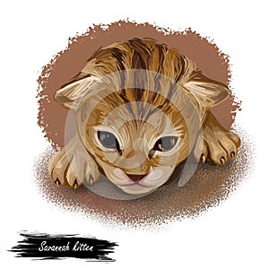 Savannah Cat hybrid cat breed, cross between serval and domestic cat. Digital art illustration of pussy kitten portrait, feline