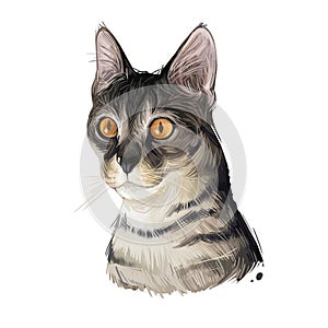 Savannah Cat hybrid cat breed, cross between serval and domestic cat. Digital art illustration of pussy kitten portrait, feline