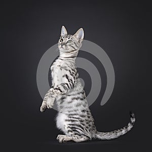 Savannah cat kitten on black