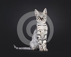 Savannah cat kitten on black