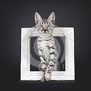 Savannah cat kitten on black