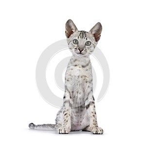 Savannah cat kitten on white background