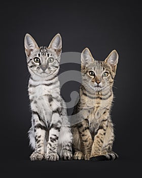 Savannah cat kittens on black background