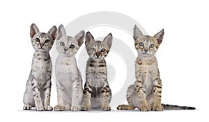 Savannah cat kittens on white background