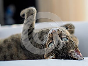 Savannah cat laying on bed