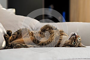 Savannah cat laying on bed