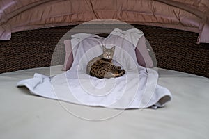 A Savannah cat on a mattress