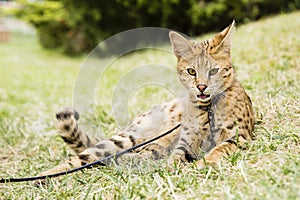 Savannah cat